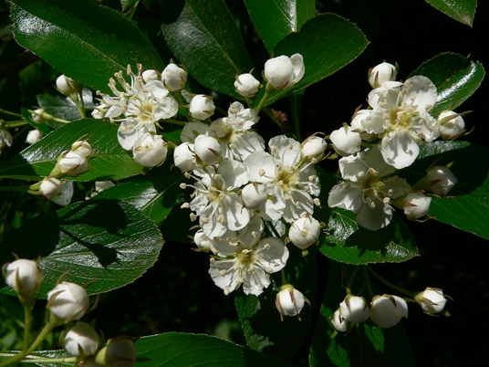 {Crataegus crus-galli}